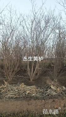 高度300厘米丛生黄栌