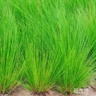 高度25厘米细叶针芒