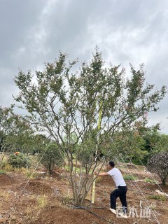 高度850厘米丛生紫薇