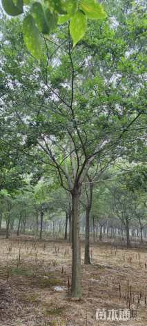 18公分朴树