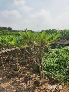 3公分鸡蛋花