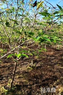 8公分福建山樱花