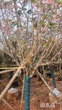 10公分樱花