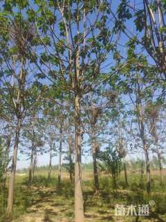 15公分紫花泡桐