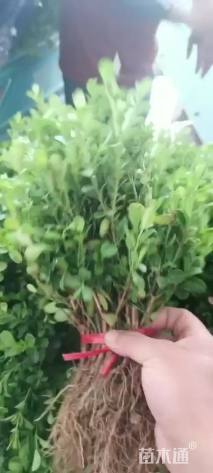 高度10厘米瓜子黄杨小苗