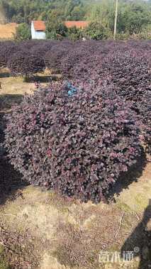 冠幅120厘米红花继木球