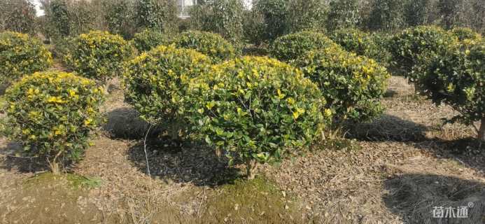 冠幅120厘米金森女贞球