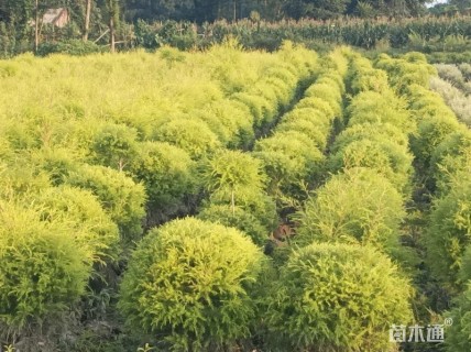 2公分千层金
