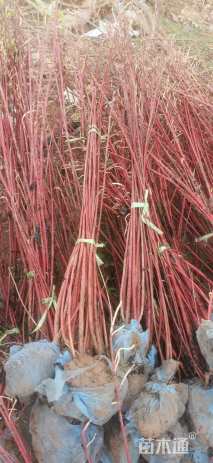 高度80厘米红瑞木