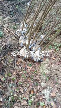 2公分三角枫