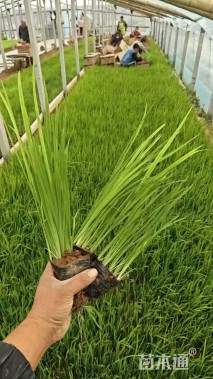 高度20厘米黄菖蒲