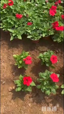 高度8厘米矮牵牛