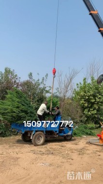 高度200厘米塔桧