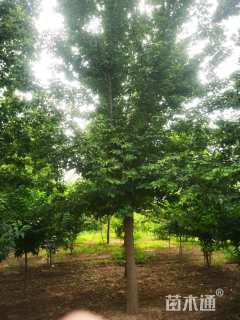 19公分金叶复叶槭