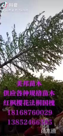 30公分银杏