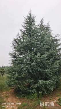 高度600厘米雪松