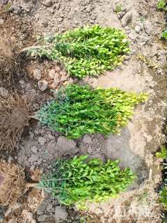 高度35厘米瓜子黄杨