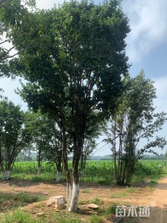 10公分流苏树