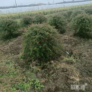 冠幅50厘米火棘球