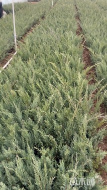 高度45厘米沙地柏