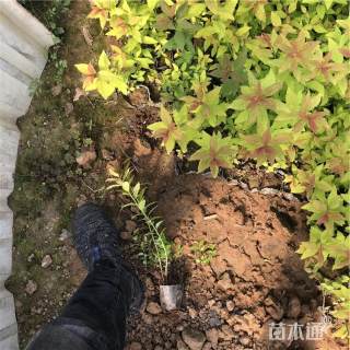高度30厘米绣线菊