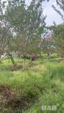 高度400厘米红花紫薇