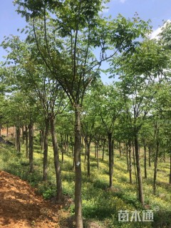 15公分黄山栾树