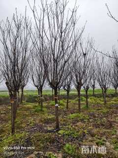 12公分日本晚樱