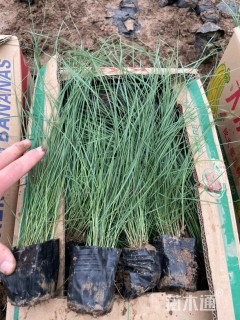 高度50厘米粉黛乱子草