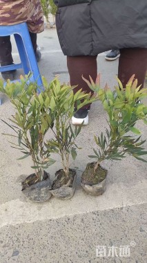 高度30厘米狭叶十大功劳