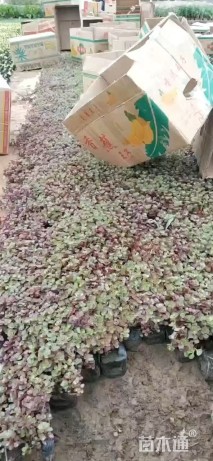 高度15厘米红景天