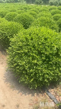 冠幅80厘米瓜子黄杨球