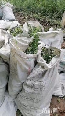 高度60厘米迎春花