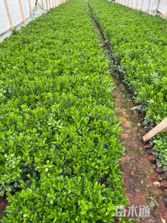 高度30厘米海桐