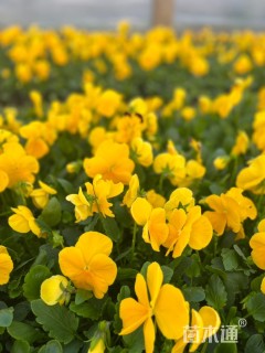 高度15厘米三色堇