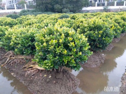 冠幅120厘米金森女贞球