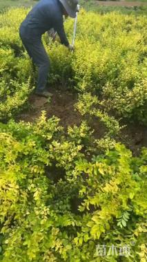 冠幅80厘米金叶女贞球