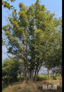133公分(7杆)丛生朴树