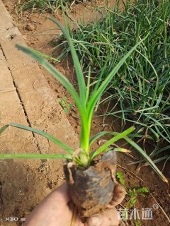 高度30厘米火炬花