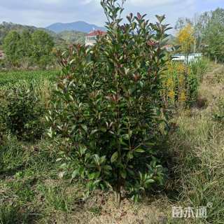 0.1公分红叶石楠