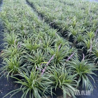 高度40厘米金边麦冬