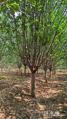 15公分西府海棠