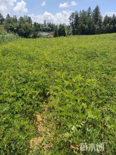 高度50厘米刺槐小苗