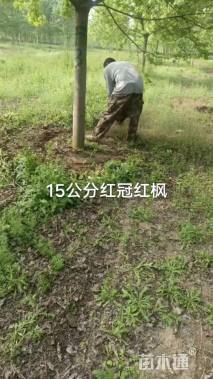 16公分美国红枫-秋火焰