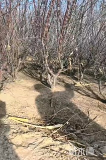 高度5厘米重瓣榆叶梅