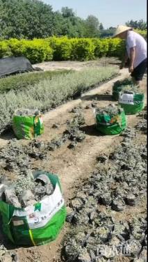 高度25厘米银姬小蜡