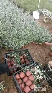 高度30厘米灌从石蚕