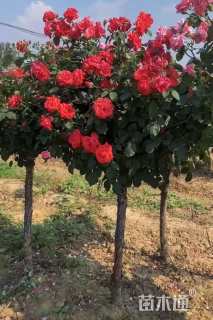 高度120厘米高杆月季