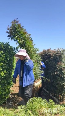 高度250厘米月季