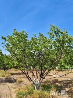 高度300厘米丛生山杏